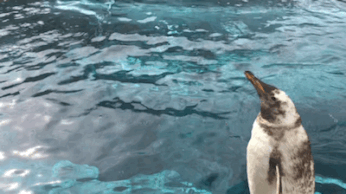 旭山動物園で撮影したペンギンの動画